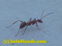 /home//u458753944/public_html/sourcegallery//////////////////Insects and small critters/ants bees and wasps (Hymenoptera)/P1060932.JPG